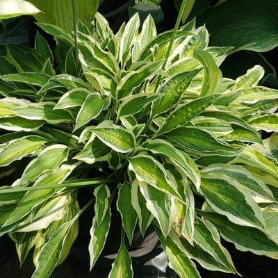 Hosta 'Juha'